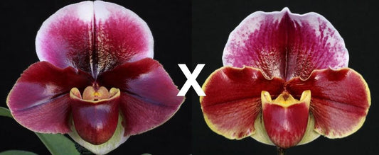 Paphiopedilum Flash Point x Red Dawn) 'First Love' x (Keyeshill x Hama Chilwin) 'Red Rhapsody'