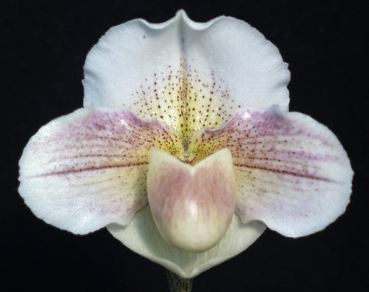 Paphiopedilum Freckles 'Pink Dove' AM/AOS