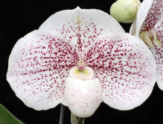 Paphiopedilum Memoria Fred Jernigan