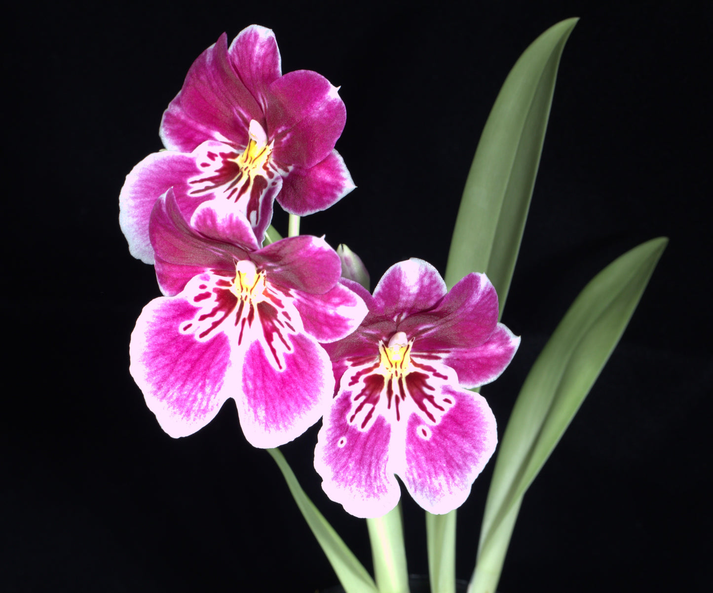 Miltoniopsis Princess Diana ‘Red Baron’