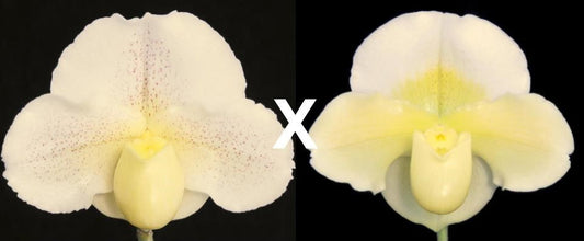 Paphiopedilum (Glitterdust x White Saint) 'First Love' x Holy Light 'Perfection' AM/AOS