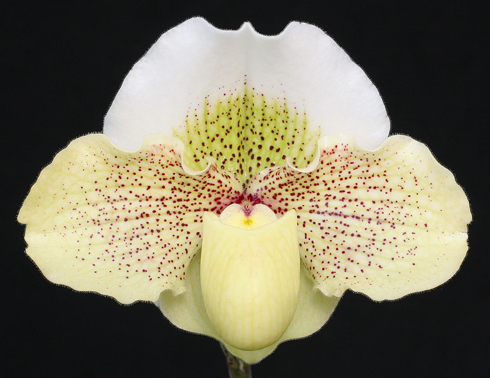 Paphiopedilum Great Expectations 'Shimmerdust' AM/AOS x Green Mystery 'White Lynx'HCC