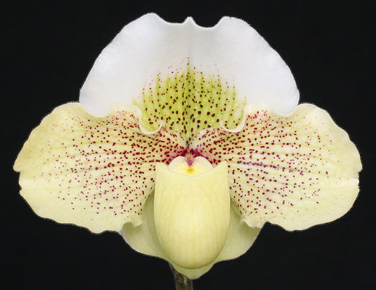 Paphiopedilum Great Expectations 'Shimmerdust' AM/AOS x Green Mystery 'White Lynx'HCC