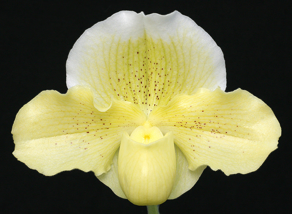 Paphiopedilum Great Expectations 'Shimmerdust' AM/AOS x Irish Glen 'Mega'