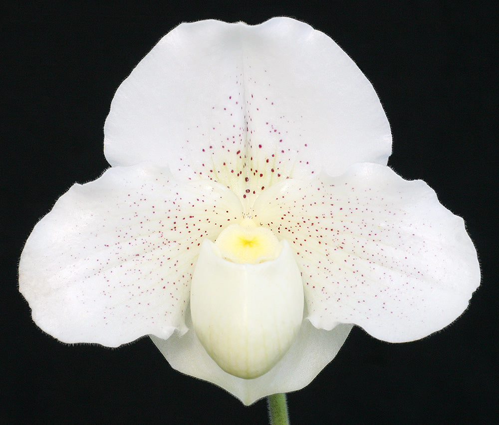 Paphiopedilum Blinding Light