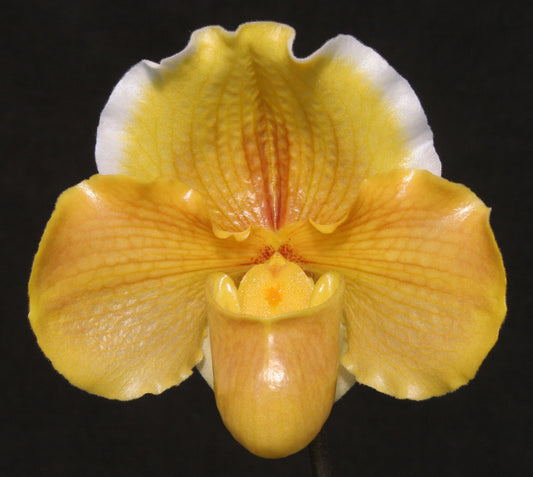 Paphiopedilum Hellas 'Orange Delight'