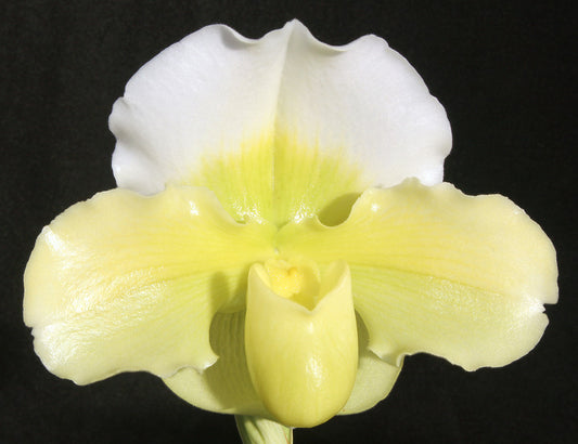 Paphiopedilum Holy Light ‘delight’
