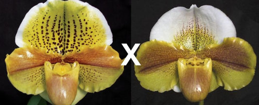 Paphiopedilum Honeycomb Creek 'Butterdish' AM/AOS x Kimura's Present 'Papa Aroha'