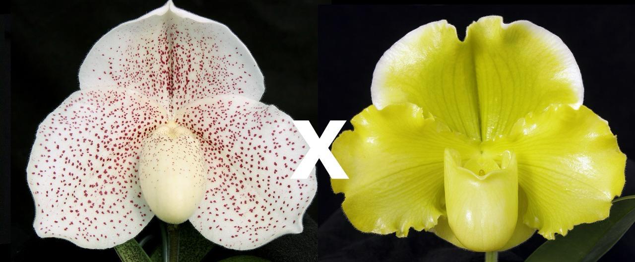 Paphiopedilum Heaven's Grace 'Treasure' AM/AOS x Pacific Shamrock 'Moongold'