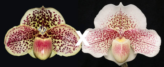 Paph. Bedazzle ‘Winter Blast’ x Fantasy ‘Galaxy Quest’