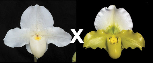 Paph. Cinderella ‘Malibu’ AM/AOS x Yerba Nueva ‘San Carlos’ HCC/AOS