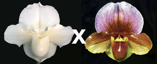 Paph. Freckles ‘Bridal Vale’ HCC/AOS x Woodrose ‘Rose Haze’