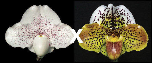 Paph. Great Expectations ‘Shimmerdust’ AM/AOS x Acclamation ‘Confetti’ HCC/AOS