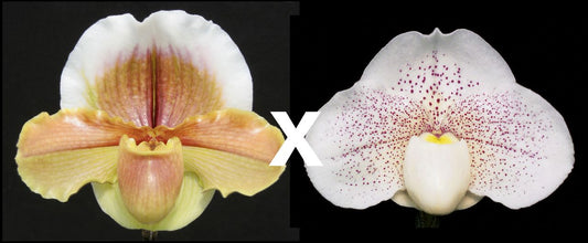 Paph. Golden Chalice ‘Carimo Gold’ AM/AOS x Great Expectations ‘Snow Moon’ B/19WOC