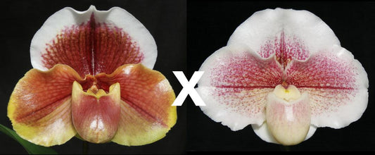 Paph. Seduction ‘Cinnamon Moon’ AM/AOS x Winter Star ‘Perfection’ AM/AOS