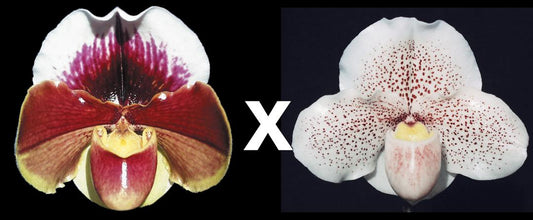 Paphiopedilum Amandahill 'Muir Woods' HCC/AOS x White Castle ‘Speckled Moon’