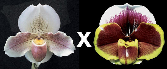 Paphiopedilum Porcelain Treasure 'Dream Girl' HCC/AOS x Seduction 'Red Moon'