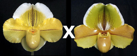Paph Green Mint ‘Jonquil’ AM/AOS x Abilene Bobadilla ‘Rosslyn’