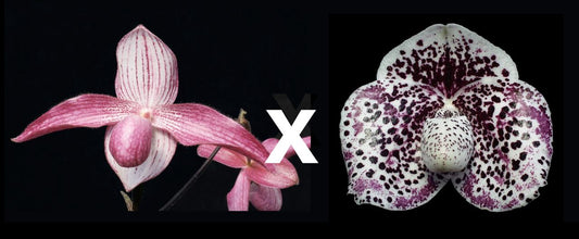 Paph Delrosi x Bellatulum ‘B’
