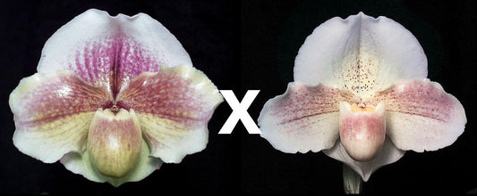 Paph Fire and Ice ‘Pink Moon’ x Incan Treasure ‘Quintessence’