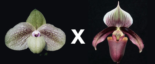 Paph Ma Belle ‘Grande’ x curtisii ‘Dark Tower’