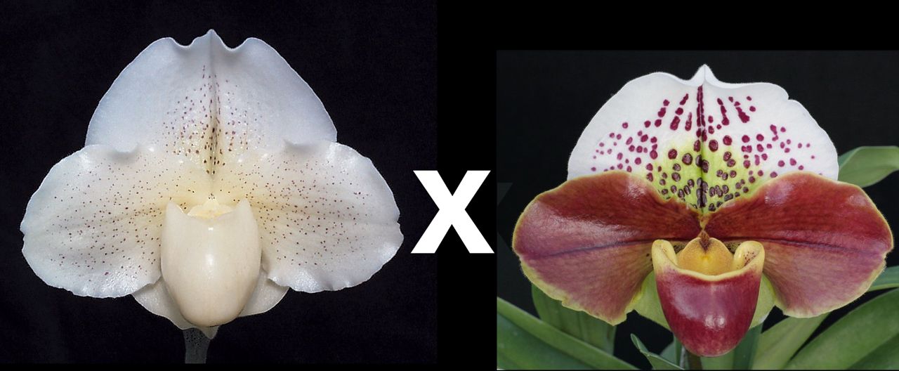 Paphiopedilum White Queen ‘Enchanted Moon’ HCC/AOS x Tropic Thunder ‘Majesty’