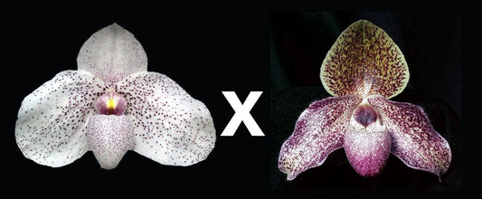 Paphiopedilum Vanda M. Pearman 'Bohemoth' x Roger Sander 'Magnificence' AM/AOS