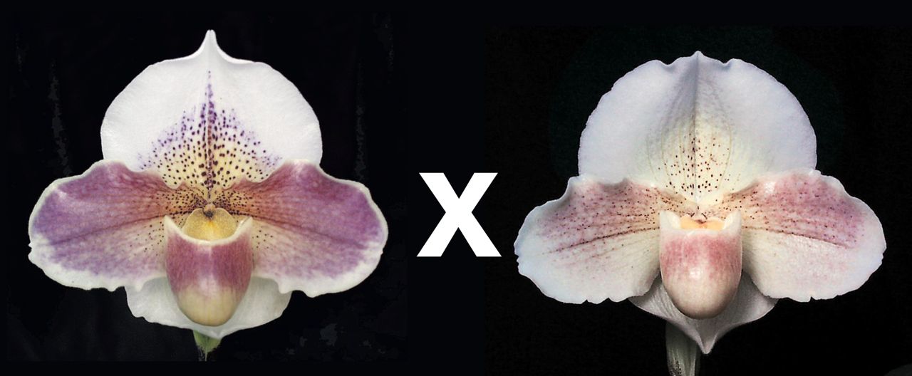 Paphiopedilum Rosy Prospect 'Woodbrook' HCC/AOS x Incan Treasure 'Quintessence'