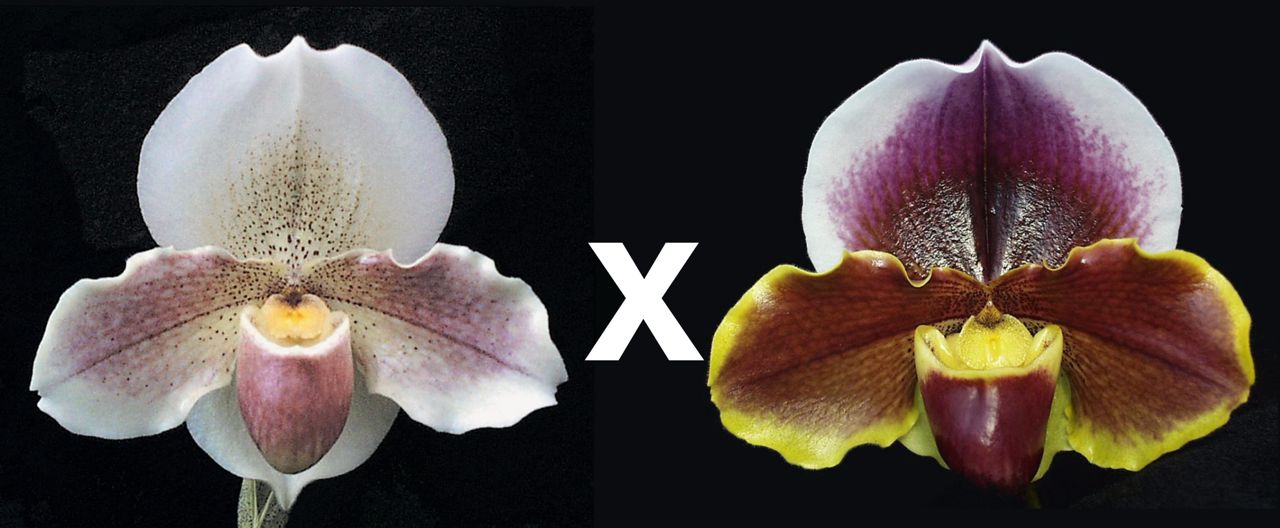 Paphiopedilum Porcelain Treasure 'Dream Girl' HCC/AOS x Keyeshill 'Royal Fantasy'