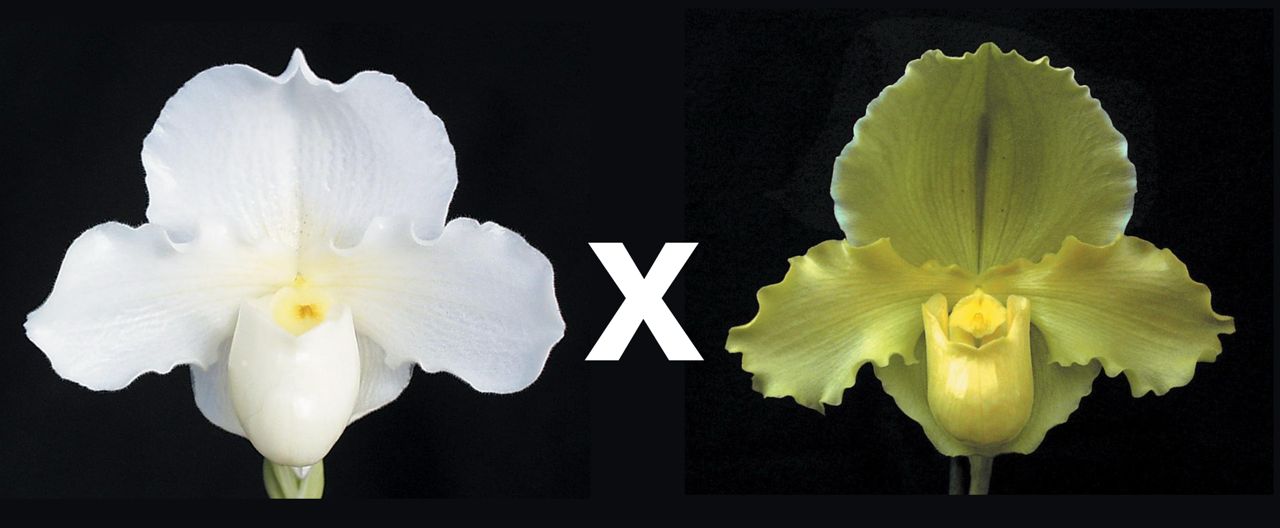 Paphiopedilum Silver Elf