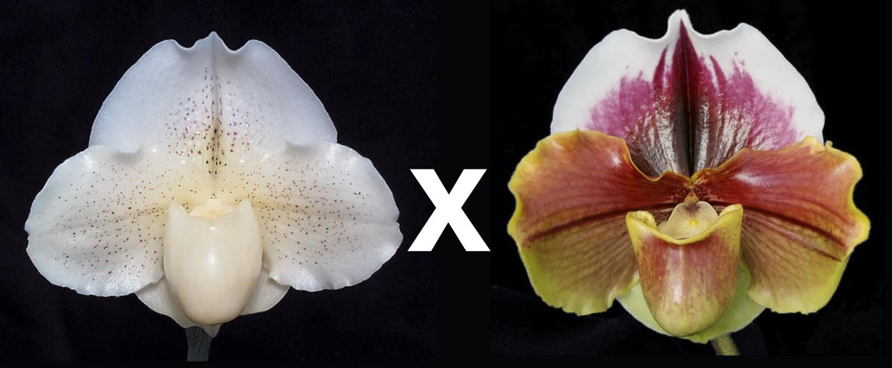 Paphiopedilum White Queen 'Enchanted Moon' HCC/AOS x King Frank 'Papa Aroha'