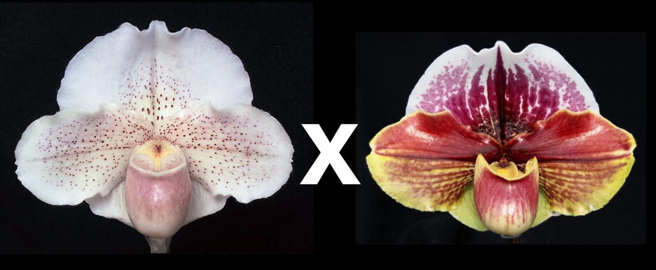 Paphiopedilum Via Santa Teresita 'Moonchild' HCC/AOS x Night Sky 'Star Gazer' HCC