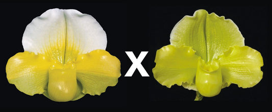 Paphiopedilum Mem. Toshio Miyata x Giantstone