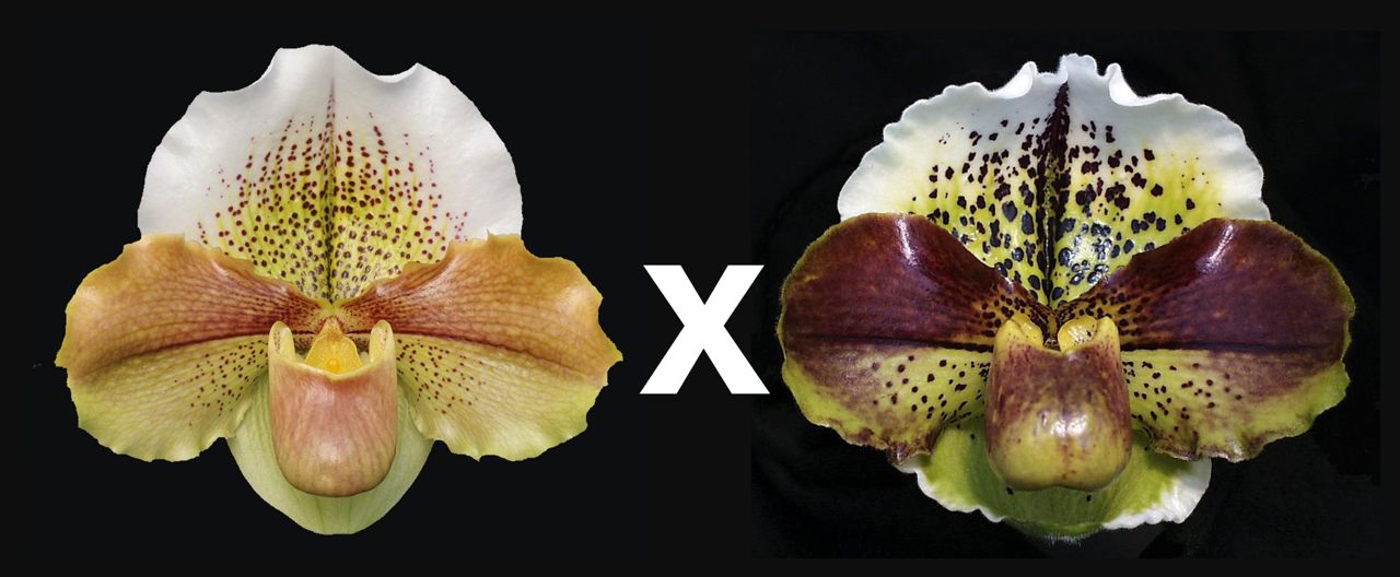 Paphiopedilum Mem. Jack Tonkin 'MSG' AM/AOS x Mintaro 'Millionaire'