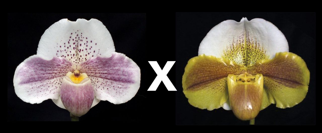 Paphiopedilum Miller's Star 'Moon Maiden' x Kimura's Present 'Papa Aroha'