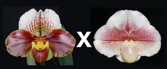 Paphiopedilum (Mem. Jack Tonkin x Jenna Marie) 'Giant' x Winter Star 'Perfection' AM/AOS