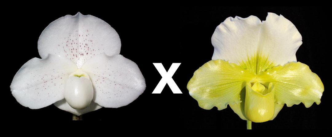 Paphiopedilum (Meadowgreen x Pixie Dust) 'Angelic Light' x Titan's Gold 'Gargantua'