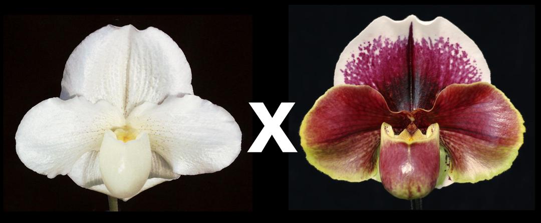 Paphiopedilum Mystic Knight 'Robert Weltz' x Seduction 'Captivation'