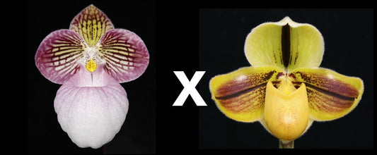 Paphiopedilum micranthum x Druyii