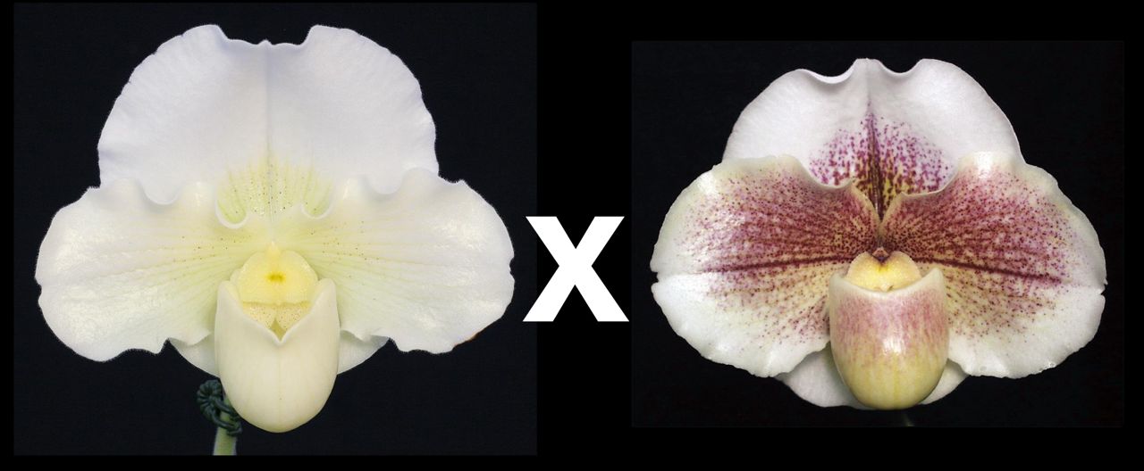 Paphiopedilum Mystic Knight 'Excalibur' AM/AOS x Winter Star 'Perfection' AM/AOS