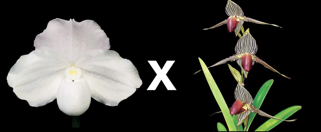 Paphiopedilum Niveum 'Diane' AM/AOS x Rothschildianum