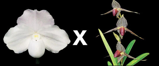 Paphiopedilum Niveum 'Diane' AM/AOS x Rothschildianum
