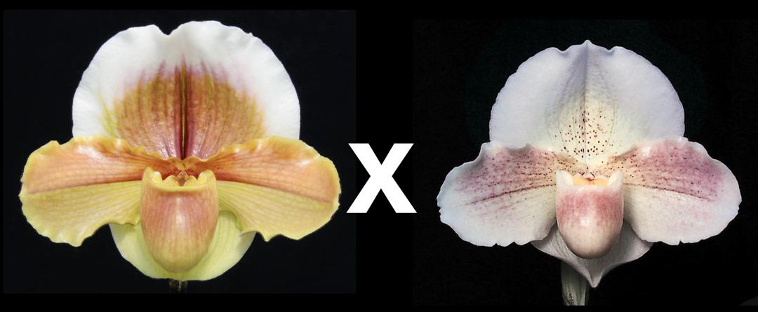 Paphiopedilum Golden Chalice 'Carimo Gold' AM/AOS x Incan Treasure 'Quintessence'