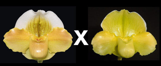 Paphiopedilum Emerald Light 'Triumph x Irish Glen 'Mega'