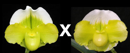 Paphiopedilum (Grass Valley x Stone Lovely 'Winter Sun') x Alchemist's Jewel 'Powerhouse'