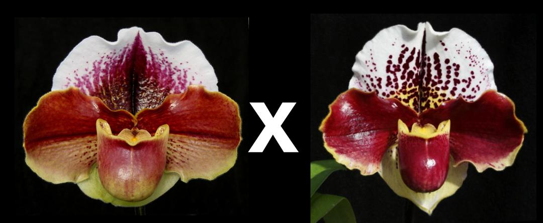 Paphiopedilum Hama Chilwin 'T7' B/CSA x Jenna Marie 'Sparkle' AM/AOS S/19WOC