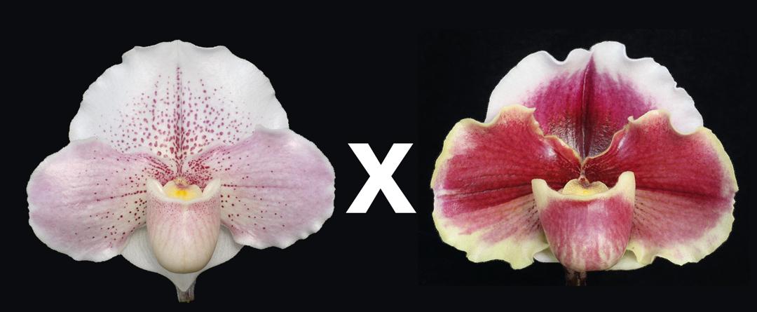 Paphiopedilum Hidden Treasure 'Love Song' AM/AOS x Obsession 'Mulberry Moon'