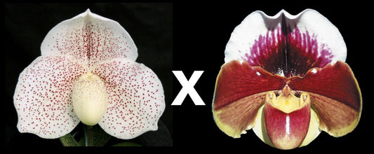 Paphiopedilum Heaven's Grace ' Treasure' AM/AOS x Amandahill 'Muir Woods' HCC