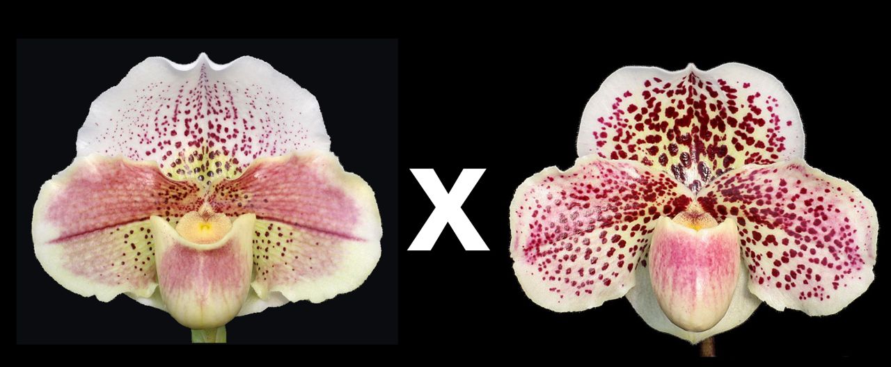 Paphiopedilum Knight's Tale 'Carolina Sunset' AM/AOS x Bedazzle 'Galaxy Quest'