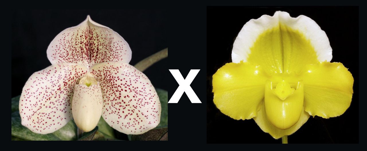 Paphiopedilum Heaven's Grace 'Dust Storm' AM/AOS x Alex Szabo 'Pure Gold' AM/AOS